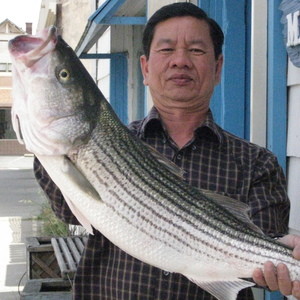 bobs-bait